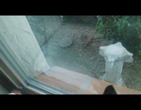 Wild Hawk injured and bumped at the glass window