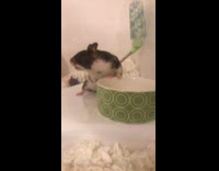Collab Animalig - Black white hamster drinks water out of green bowl in cage