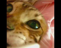 Brown kitten cat chews white sweater drawstring 