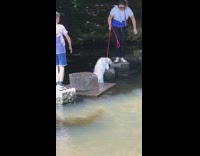 Dog slips off stepping stone rock water