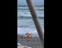 Collab IITW - Couple lay kiss on surfboard beach tree part 1