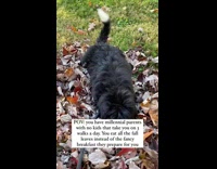 Dog with Millennial parents eats leaves