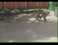 brown grey dog trying to pick up rock with mouth