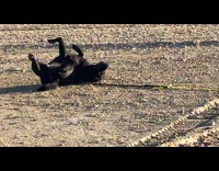 Black dog lay down itch back on ground