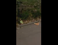 Two rats fight for food along street at night in NY 