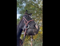 Collab PubityPets - Lady Mumbles as Pet Horse Munch Food