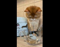 Collab PLC - Cat stares at shaken cup of water