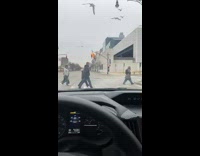Man Scatters Bread on Crosswalk for Seagulls 