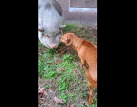 Dog got scared runs away from pig