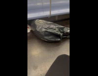 Person inside garbage bag on train floor