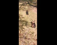 Collab DailyDoseOfInternet - Two dogs double leash one drags other