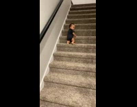 Toddler descends stairs by free sliding down with body