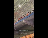Collab BitchMP - Cat hanging from stands at football game 2