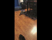 Grey cat avoids remote control toy car 