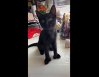 Black kitten on bed with 13 fingers 