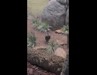 Bird makes loud alarm sound to woman