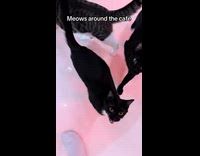 Compilation of cat meows in cat cafe