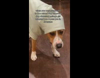 Brown dog inside of light green sweater 