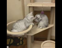 Grey kitten grabs other kittens collar tower 