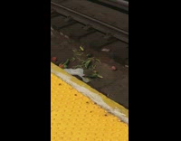 rat eating dropped produce on subway tracks