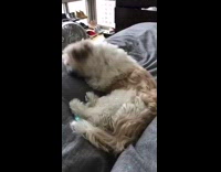 Grey Dog Messy Hair Rolls Around Grey Bed