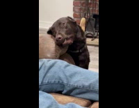 Dog staring lovingly at hooman waiting for pets 