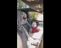 Lady and dog wear scarves in car 
