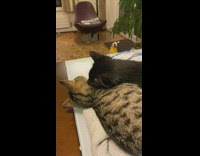 Cat grooms striped cat