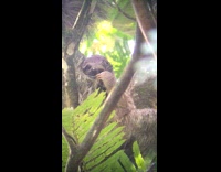 Baby sloth in tree guys whistle zoom
