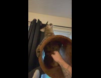 Grey cat reacts to belly rub 