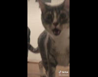 Grey cat mouth open surprised