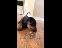 Rating puppy treats teething