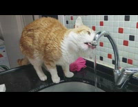Cat drinks running water sink faucet bathroom