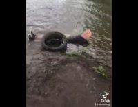 Guy falls into lake tire swing breaks 