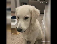 Collab Pets For All - Golden retriever speaks softly grumble fluffy