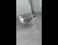 Seagull bird on balcony swallows a bread