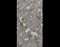 Green caterpillar carry eggs on its back