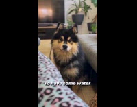 Dog with funny positive affirmation audio