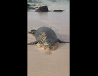 Seal pushing face through sand 