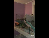 BitchMP - Guinea pig squeaking  standing on cage