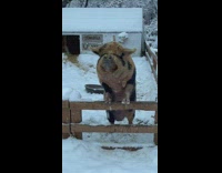 Brown black huge pig on fence winter