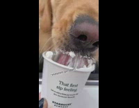 Girl gives golden retriever dog whipped cream 