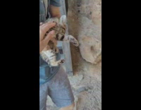 People found stray kitten on mountain stairs