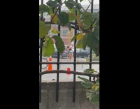 2 women dance and twerk in parking lot 