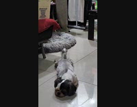 Dog lay on floor leg closes with frog sound