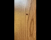 Insect on cabinet sway side to side
