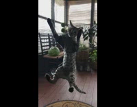 Spotted Cat Climbs Window Door 