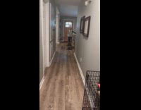 Dog stands and walks at the hallway