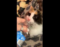 Cat licks and drinks from water bottle