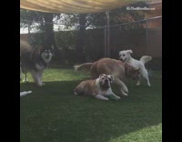 five dogs fenced in together playing together